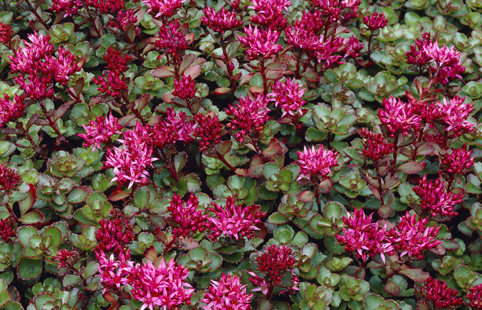 Sedum spurium Fuldaglut