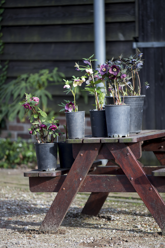 Helleborus