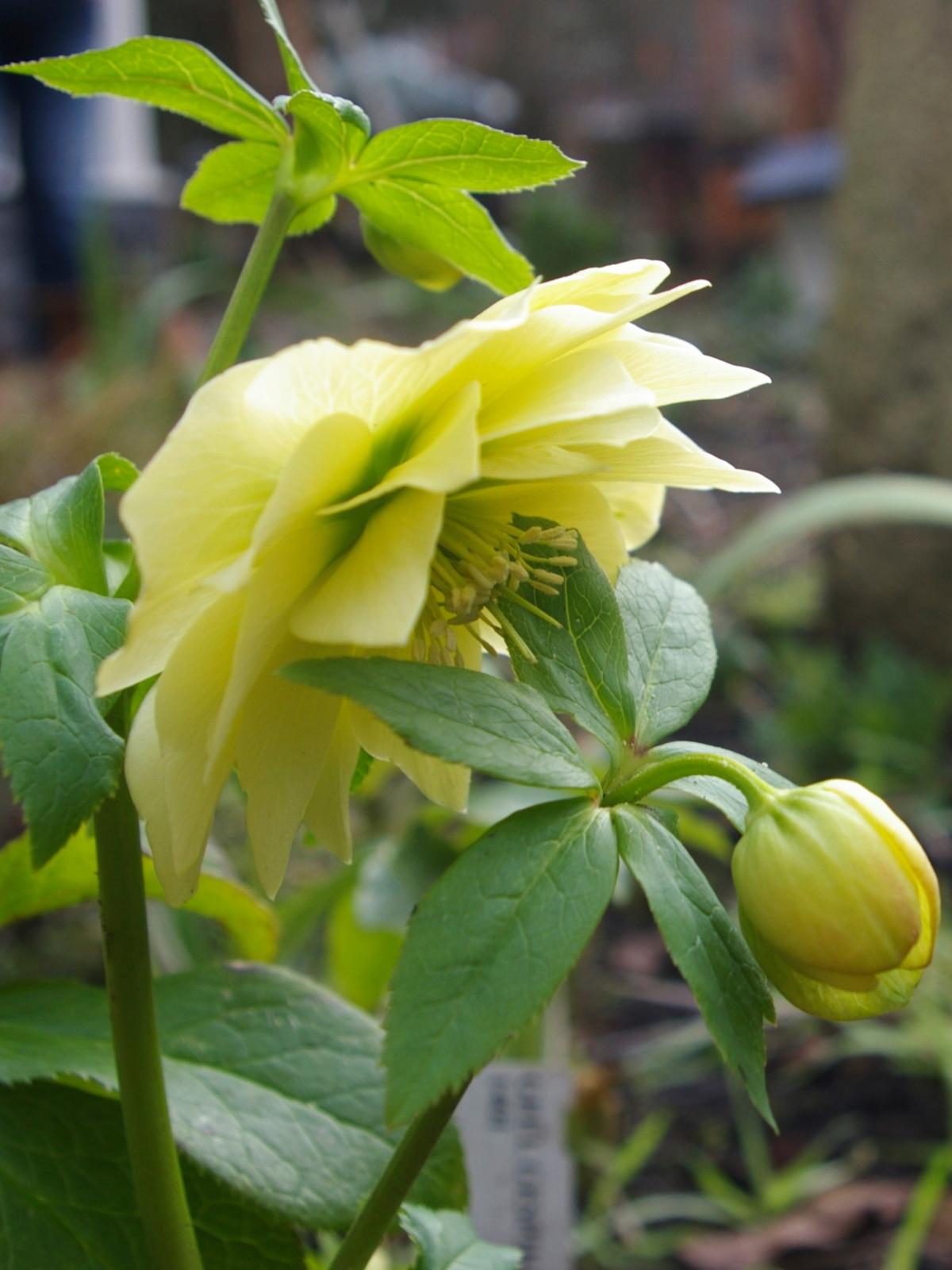 Lenteroos Helleborus orientalis