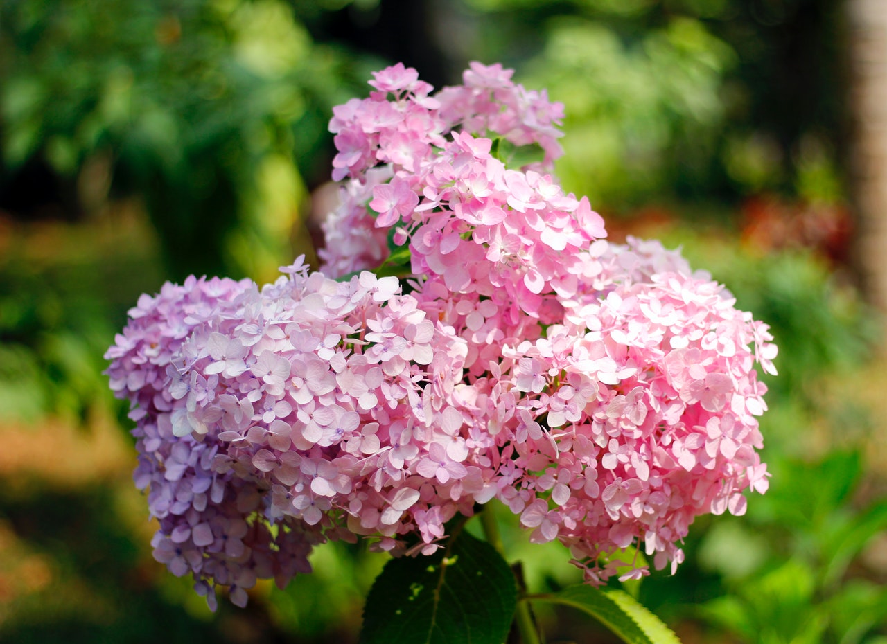 duurzame bloemen