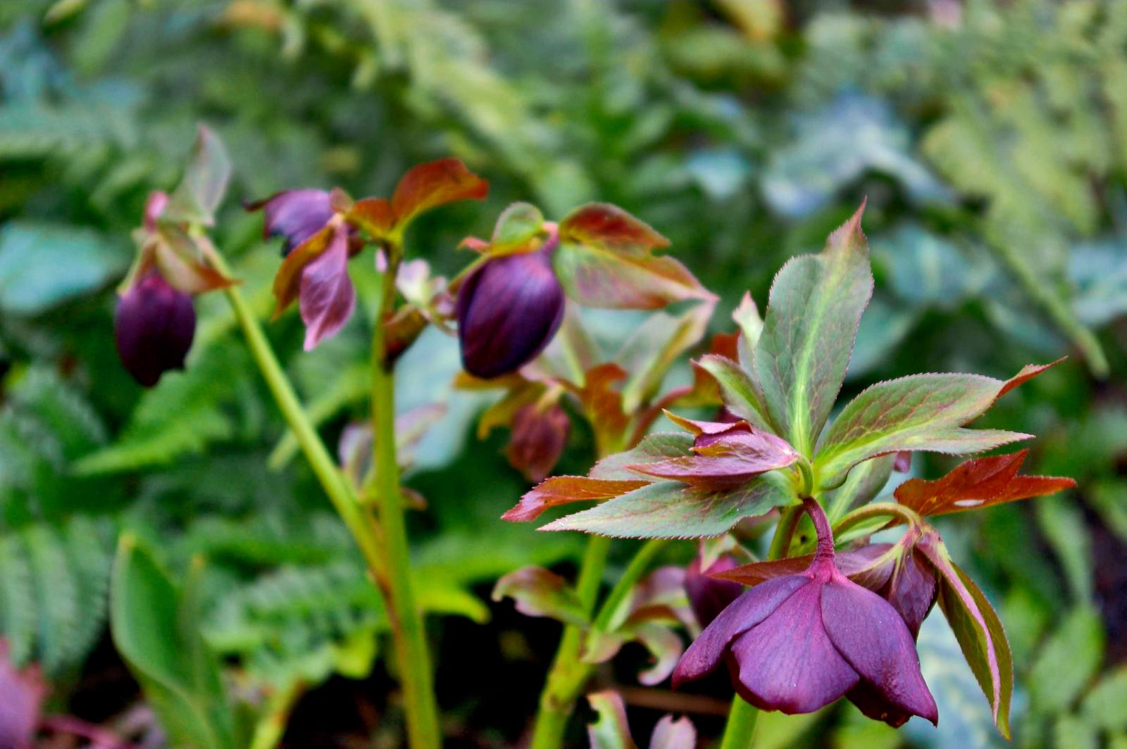 Lenteroos Helleborus orientalis