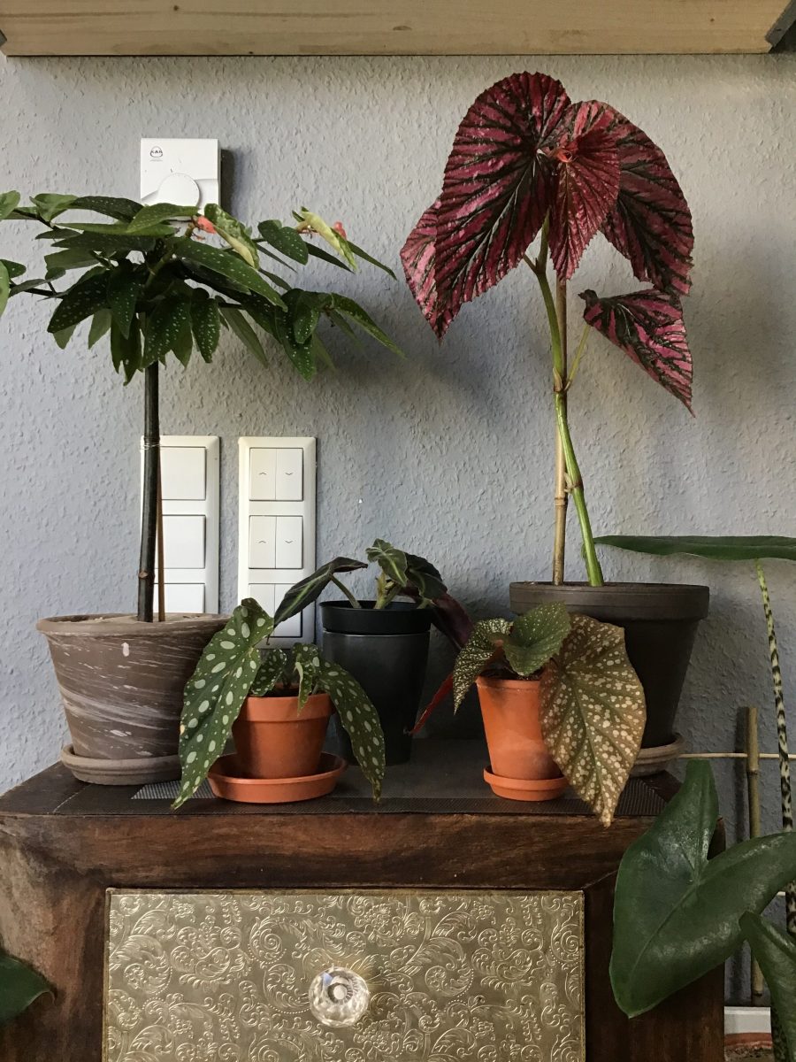 begonia albopicta