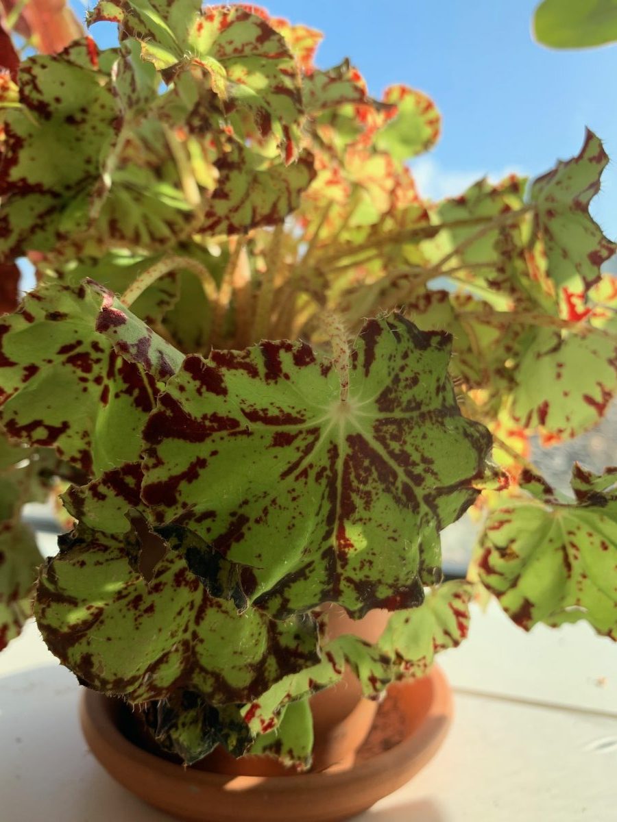 Begonia rex rondeau