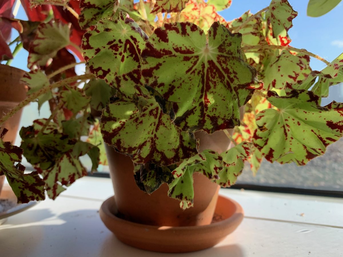 Begonia rex rondeau