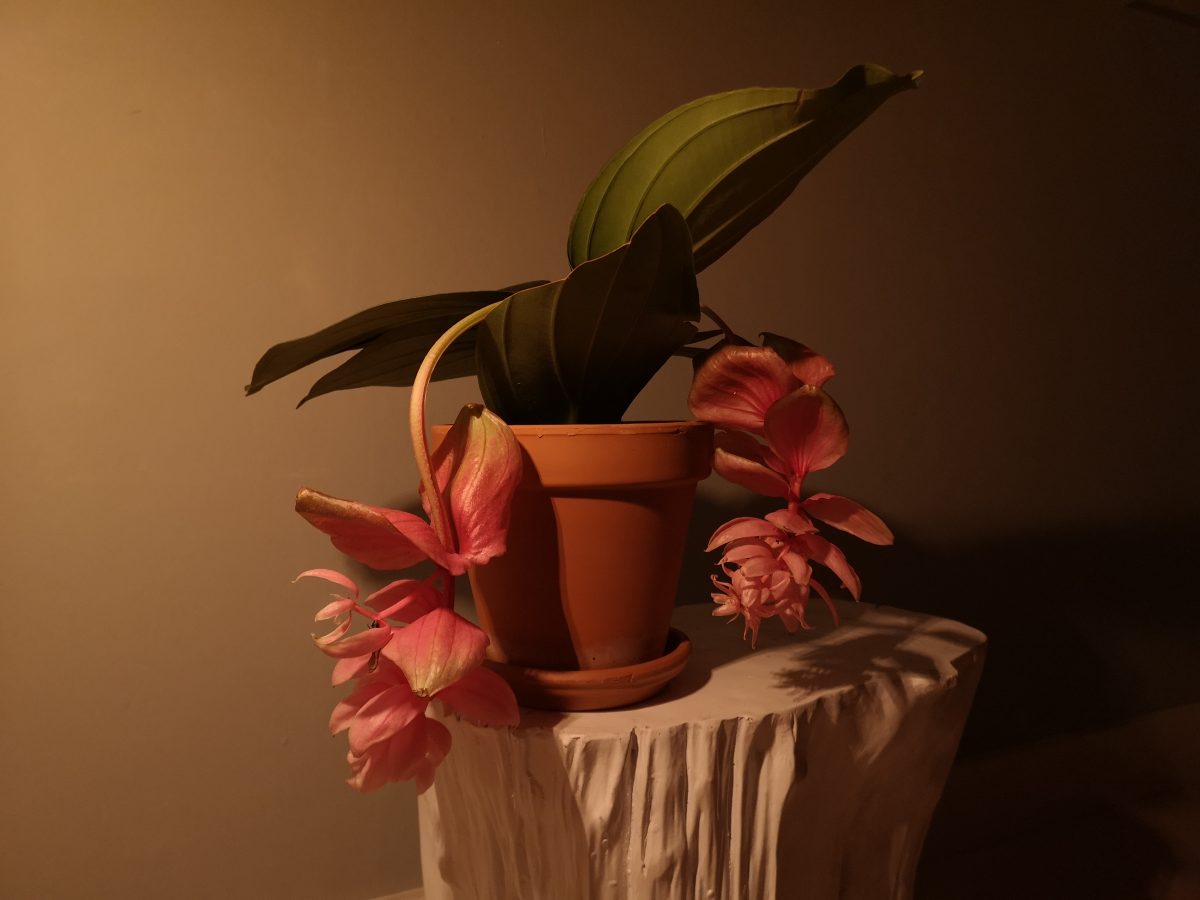 medinilla