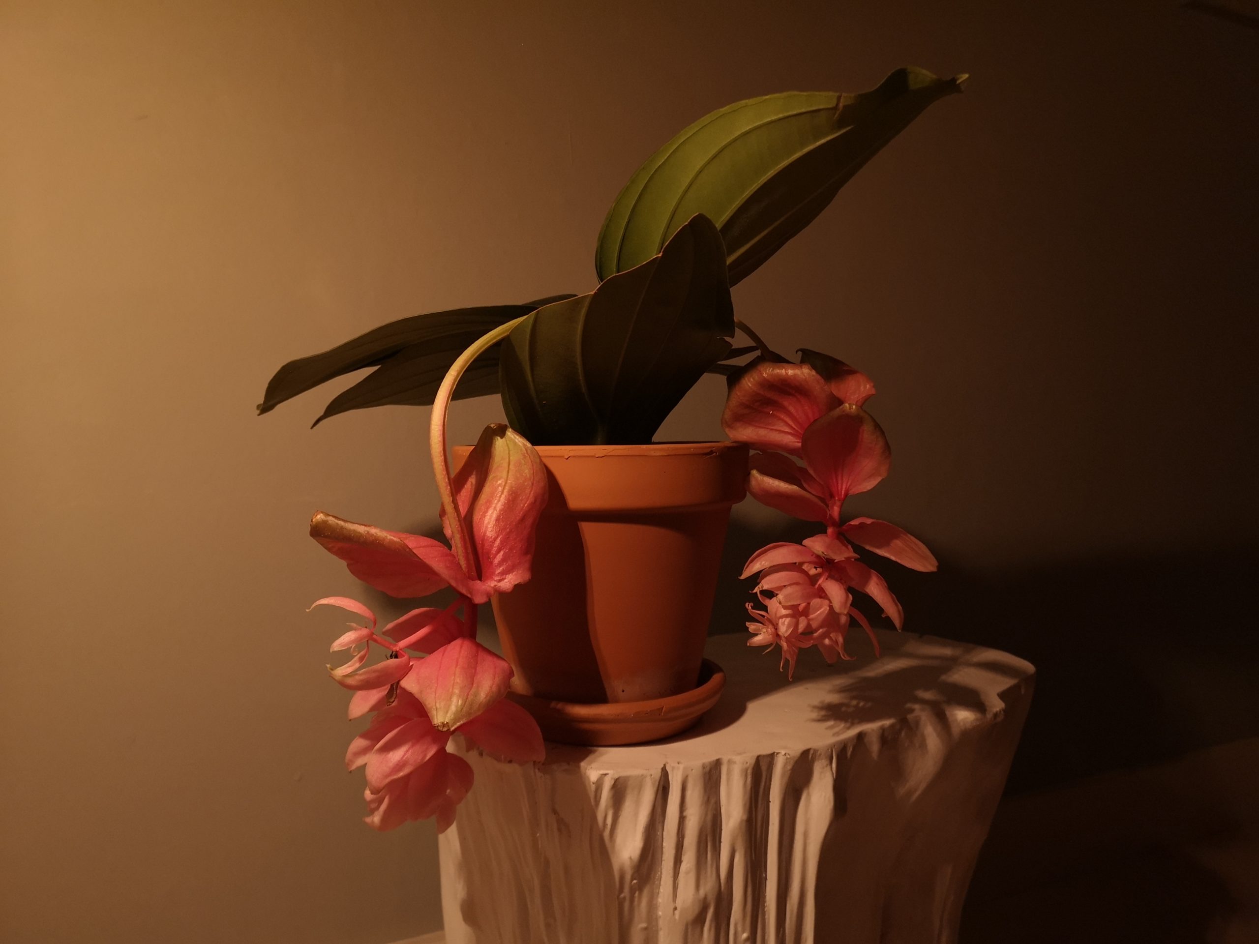 medinilla