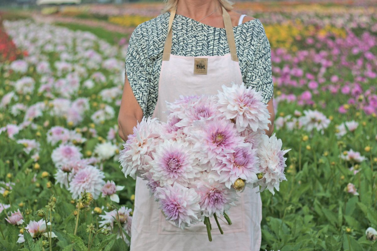 dahlia