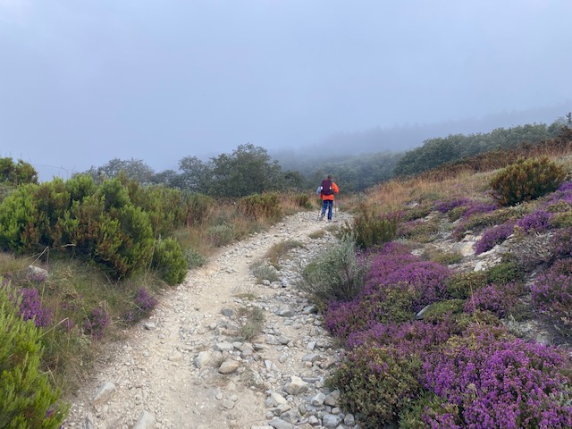 Camino