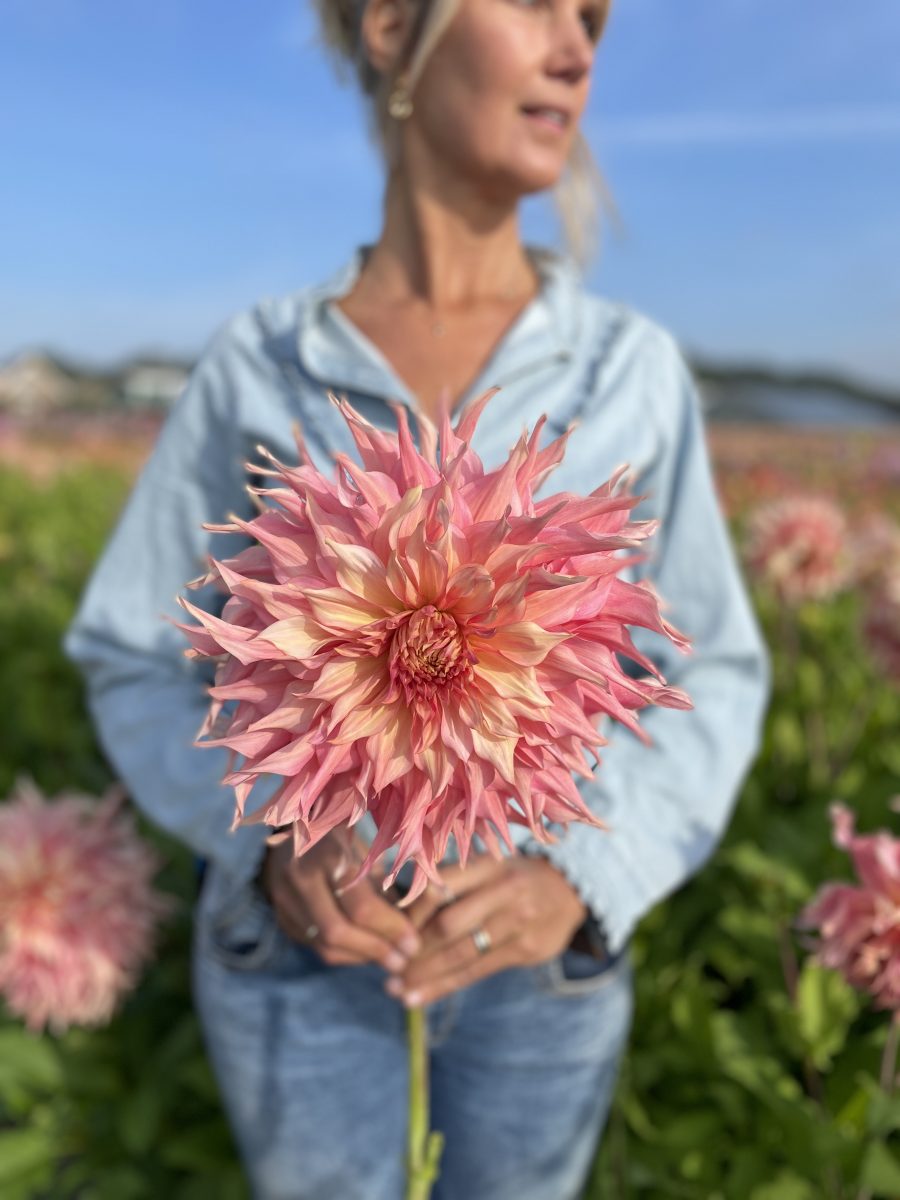 dahlia