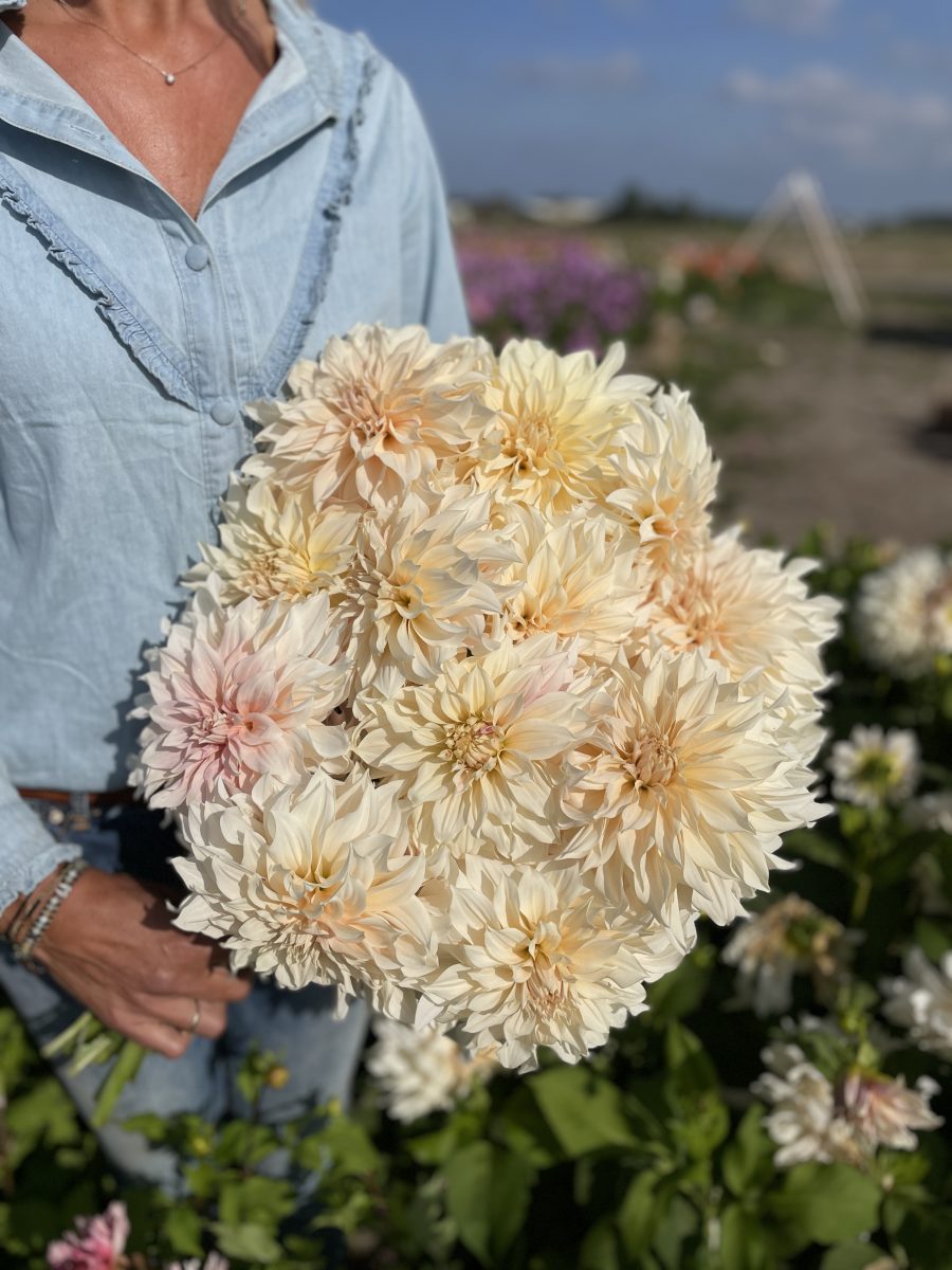dahlia
