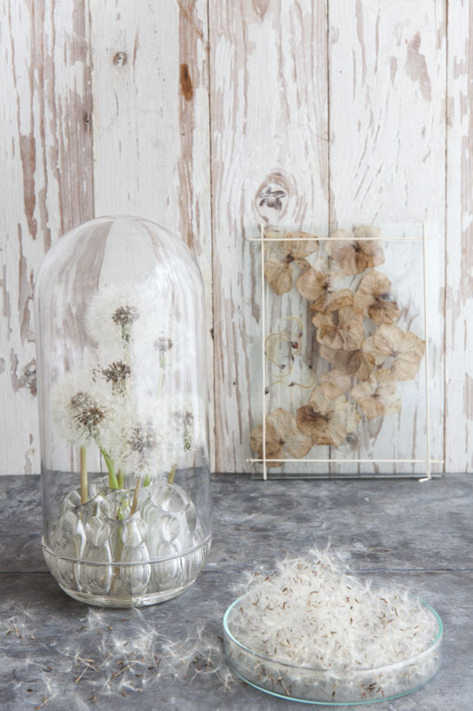 droogbloemen