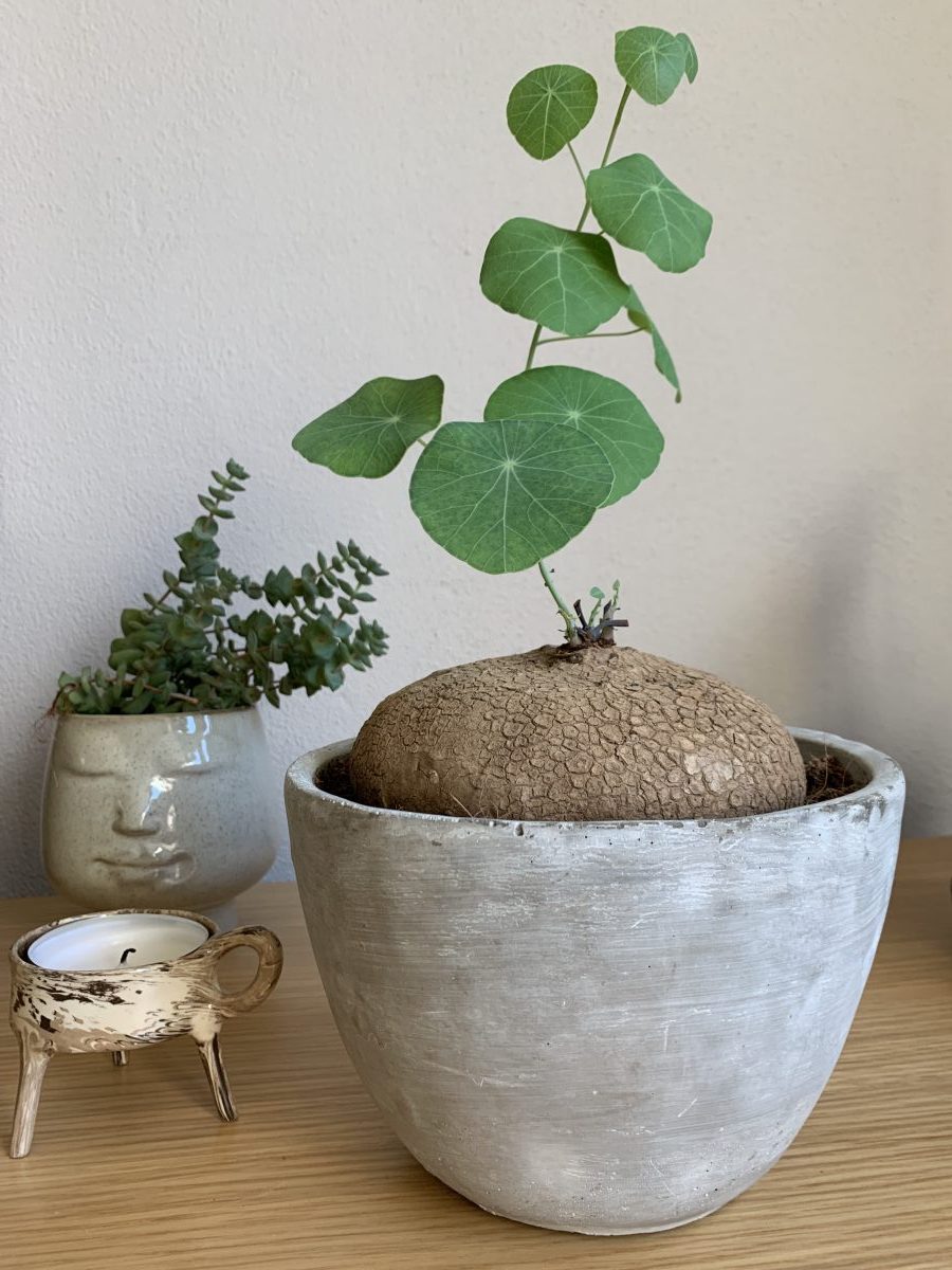 Stephania erecta