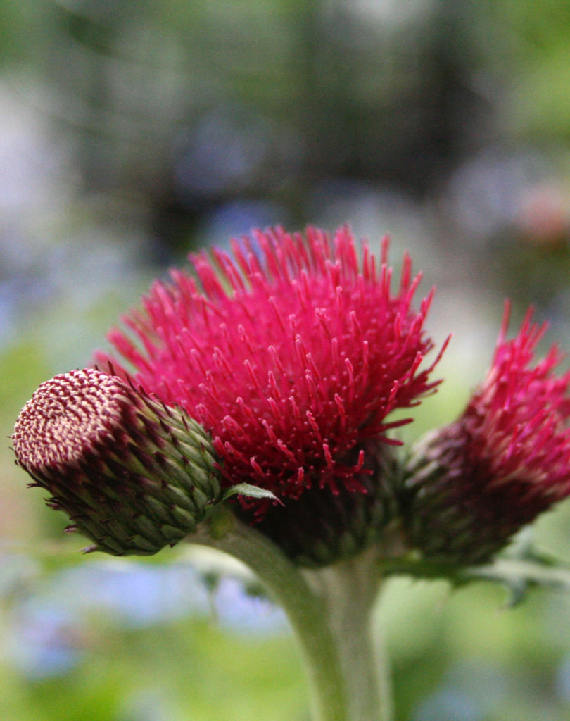 rode bloemen, rood blad, zo mooi tussen het groen