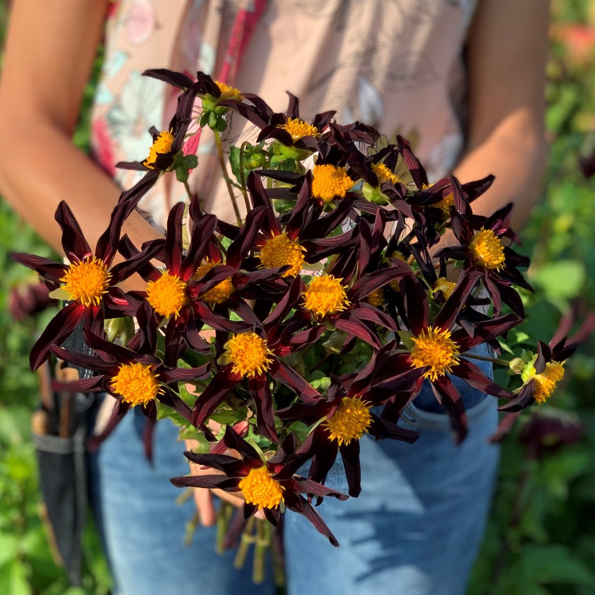 dahlia