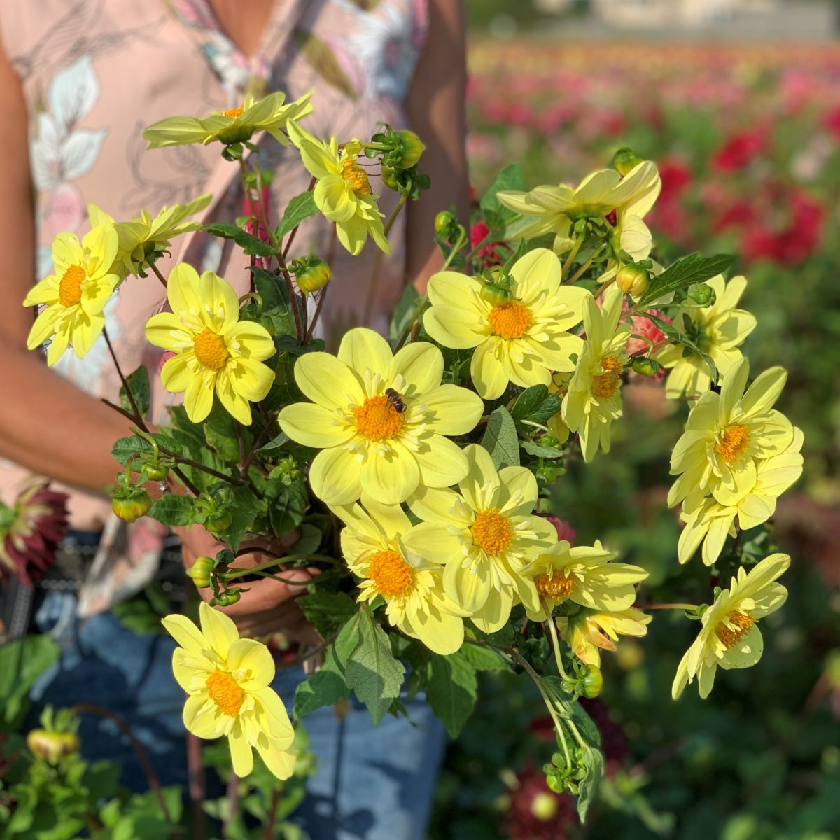 dahlia
