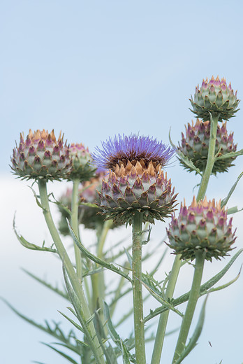 Droge tuin
