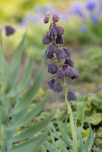 fritillaria