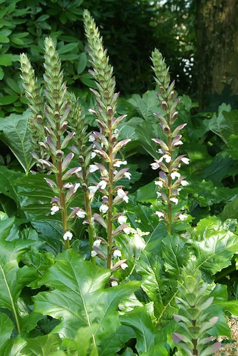 Droge tuin