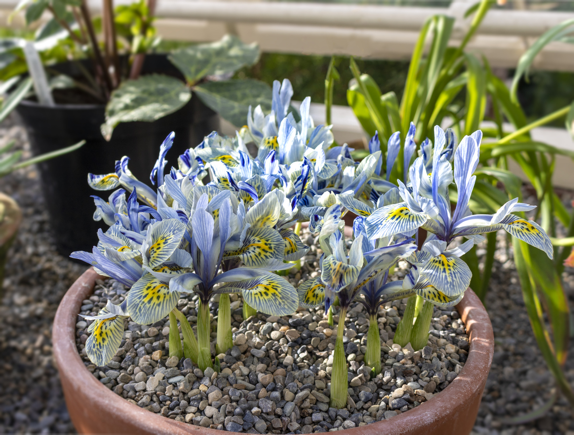 iris reticulata