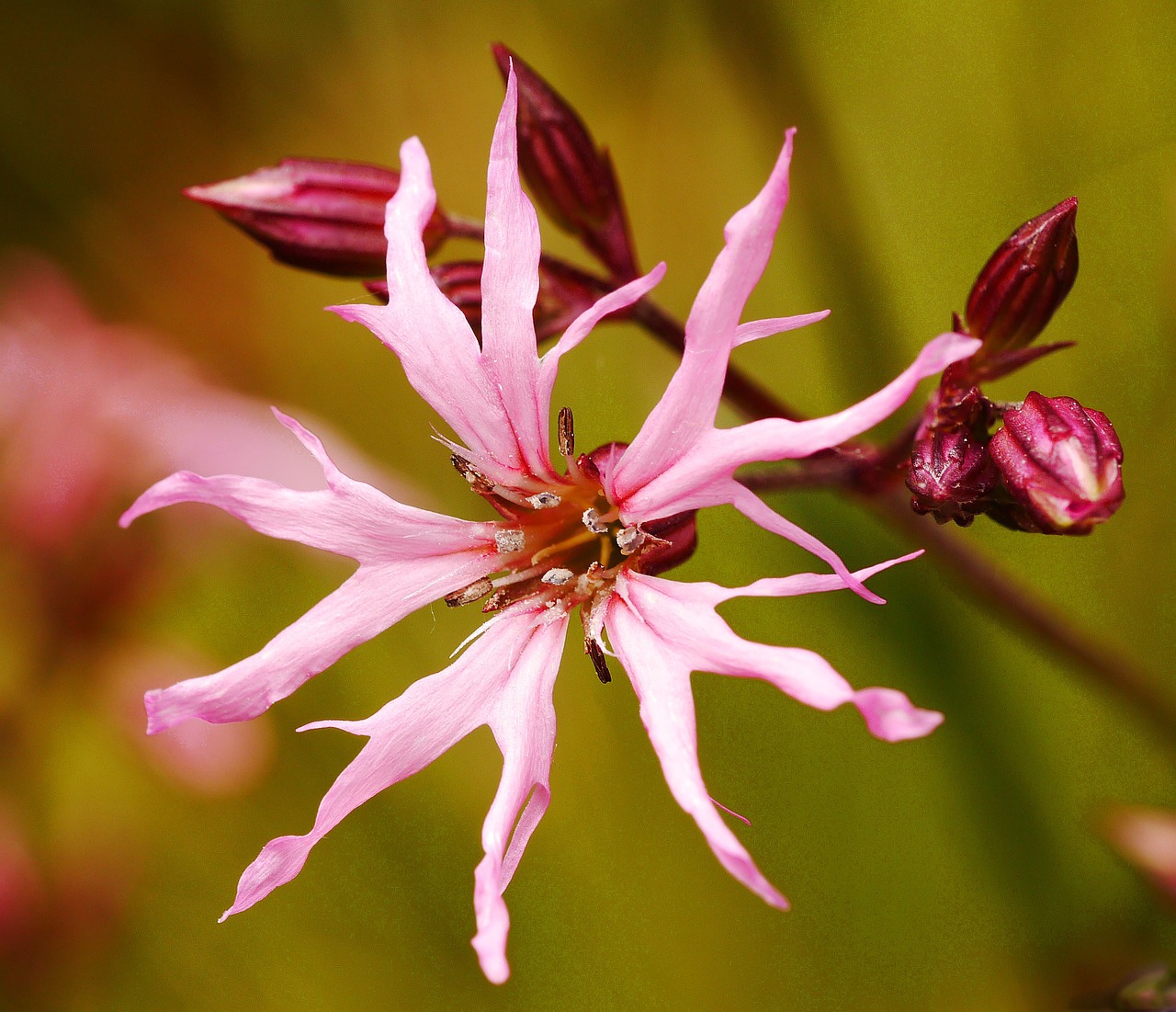 echte koekoeksbloem