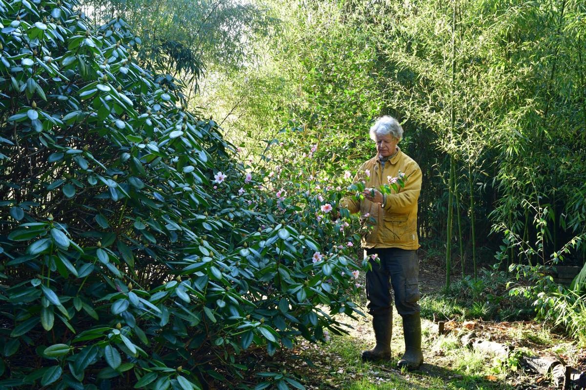 Kweker Hans Prins - camelia - De Groene Prins