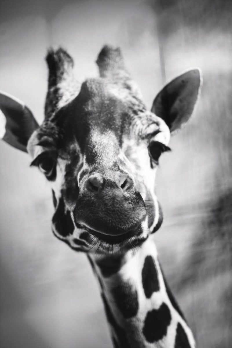 wildlife dierenarts