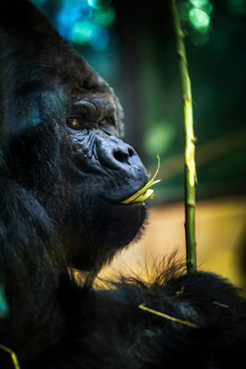 wildlife dierenarts