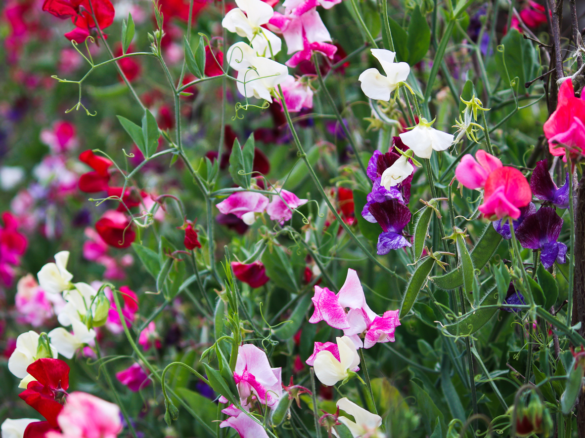 lathyrus tuin