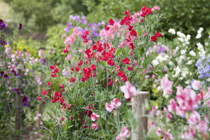 Lathyrus odoratus - pronkerwt