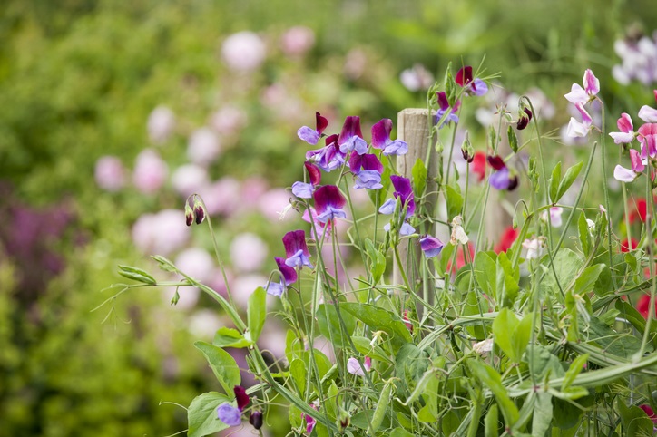 Lathyrus odoratus - geur - klimmer