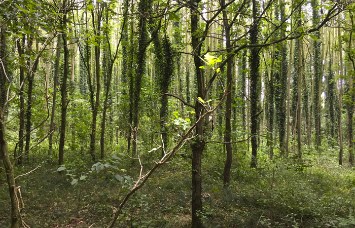 Laura Venlo-swalmen groenebeek bomen met klimop