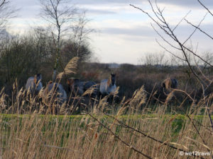 Nationaal Park Lauwersmeer