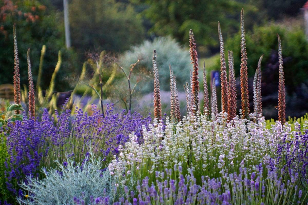Lavendel snoeien - lavendel bij kwekerij Bastin