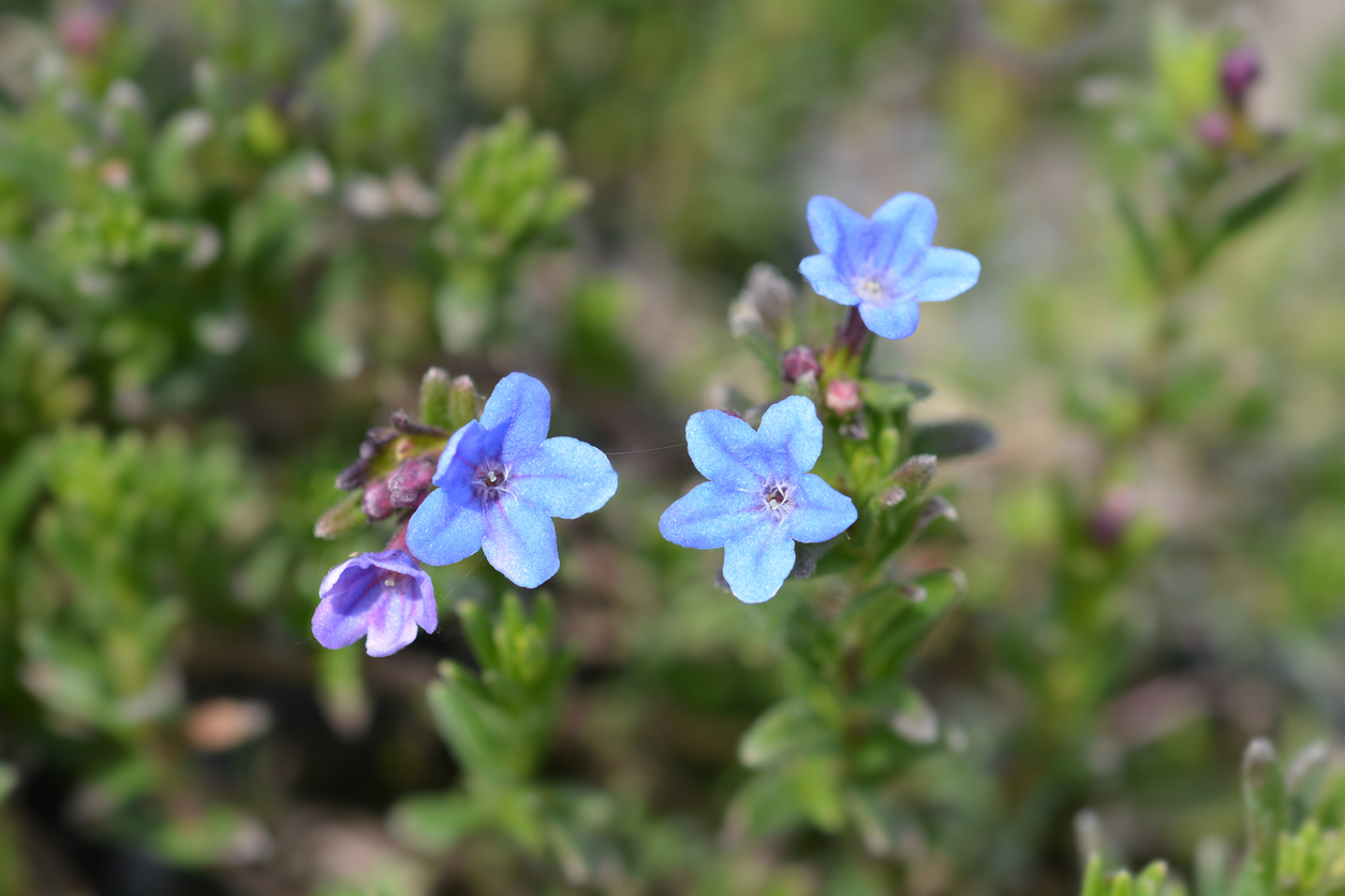 Lithodora