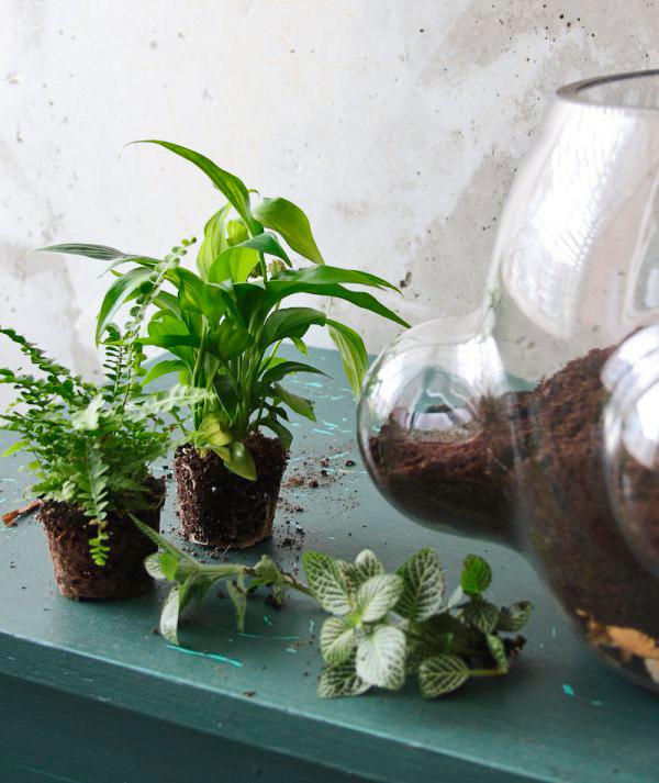 terrarium maken