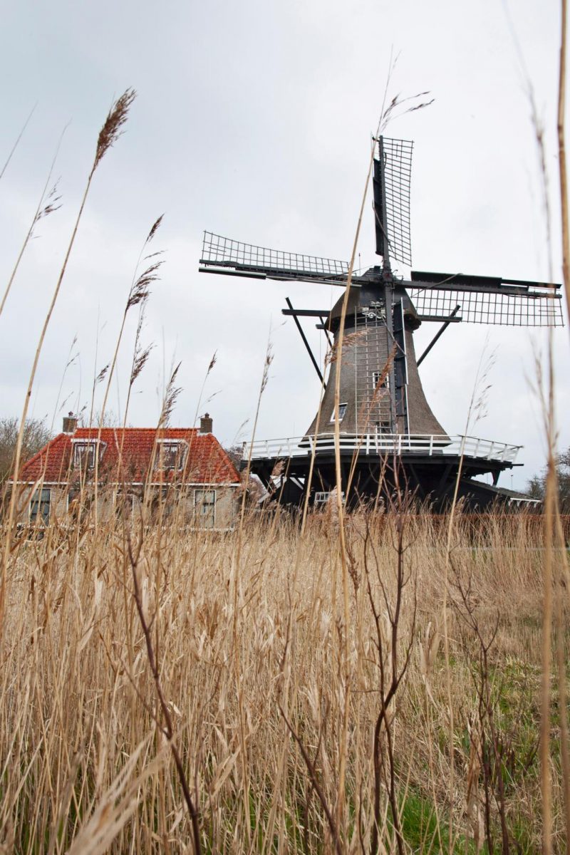 Mevrouw de Molenaar
