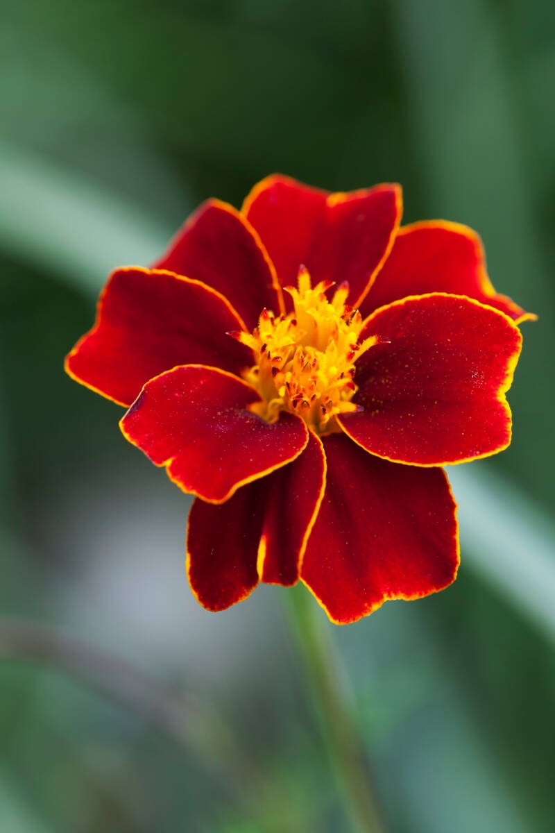 Afrikaantje Tagetes patula 'Linnaeus' - bloem - roodbruine blaadjes met geel randje.