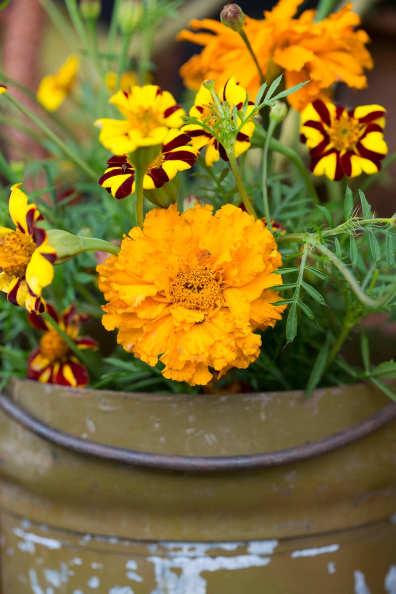 Afrikaantjes - Tagetes - Marieke Nolsen