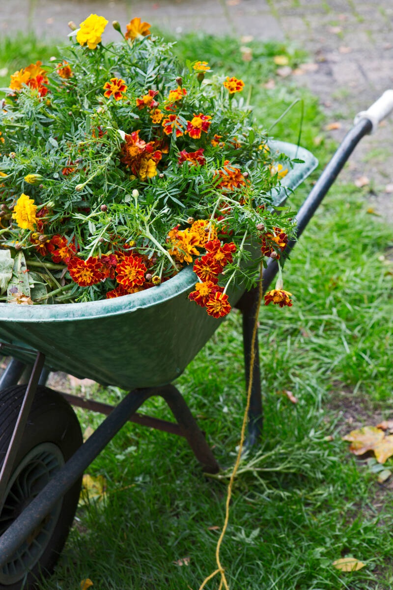 afrikaantjes - Tagetes patula 'Durango'