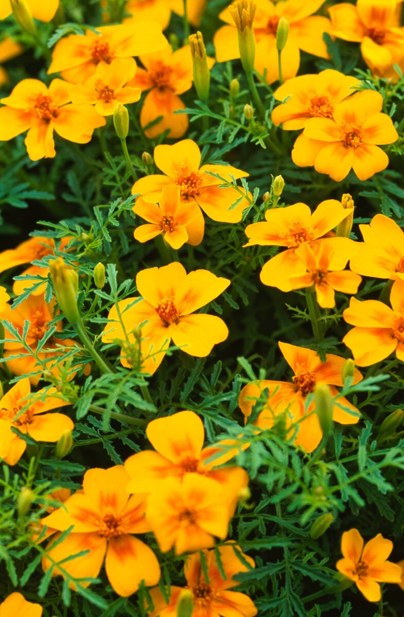 Afrikaantje - Tagetes tenuifolia 'Tessy Gold' - Marieke Nolsen