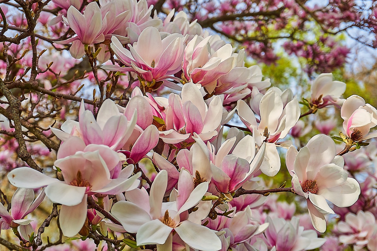 Magnolia soulangeana