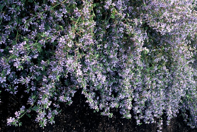 Malva sylvestris Marina