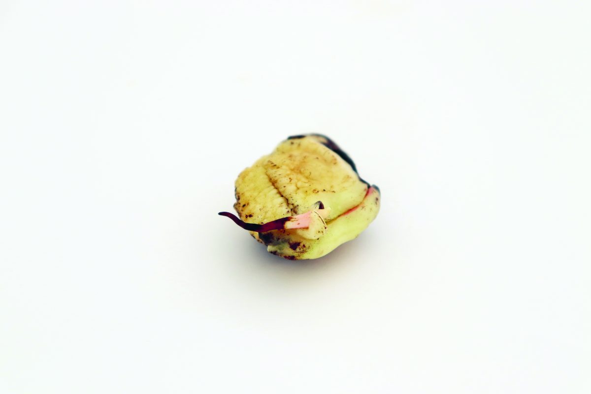 mangopit