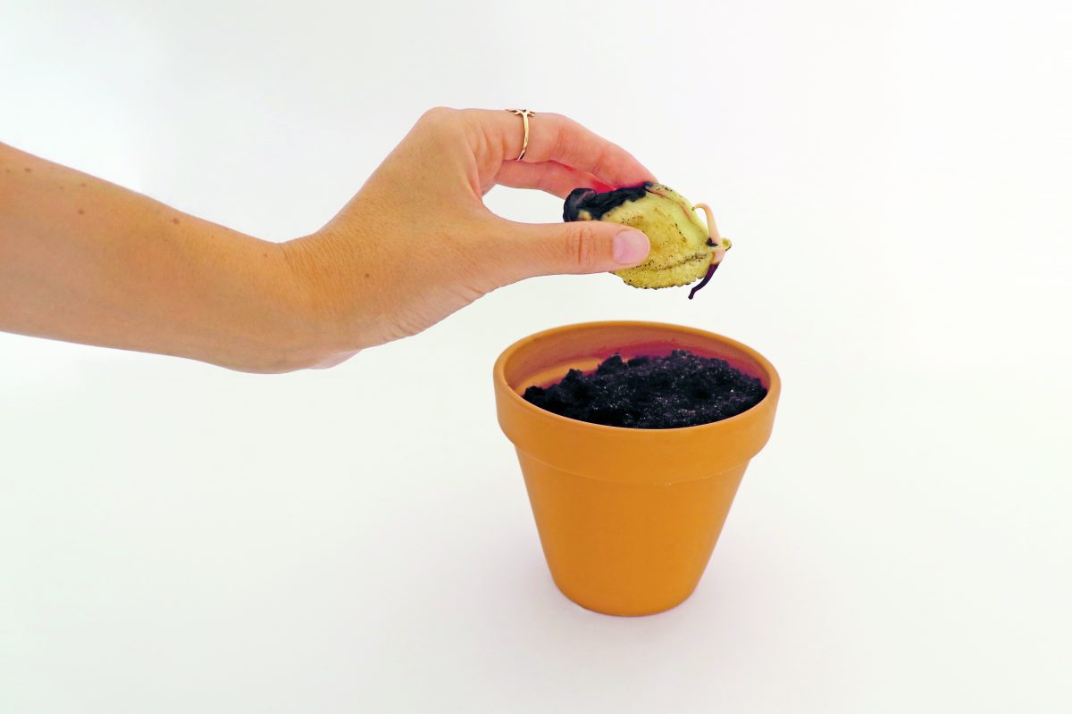 mangopit