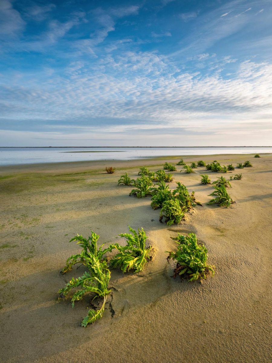 Marker Wadden