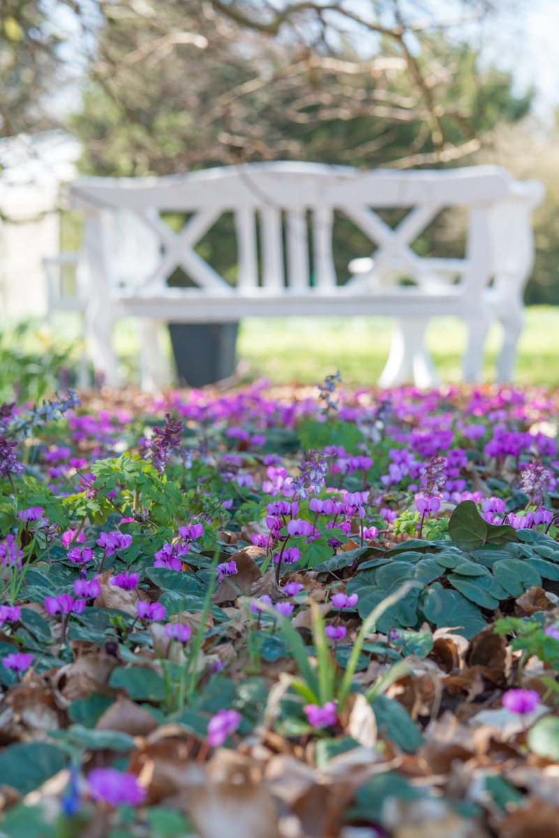 Cyclamen