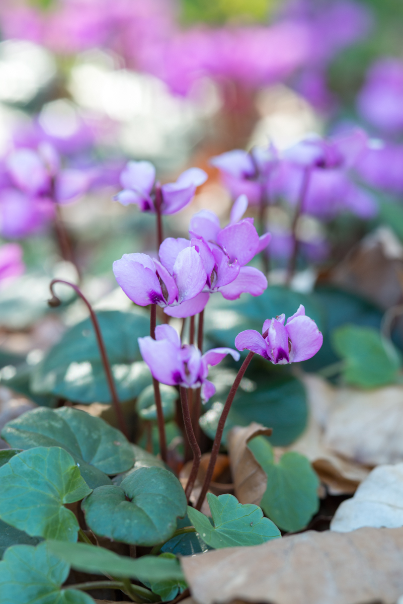 Cyclamen
