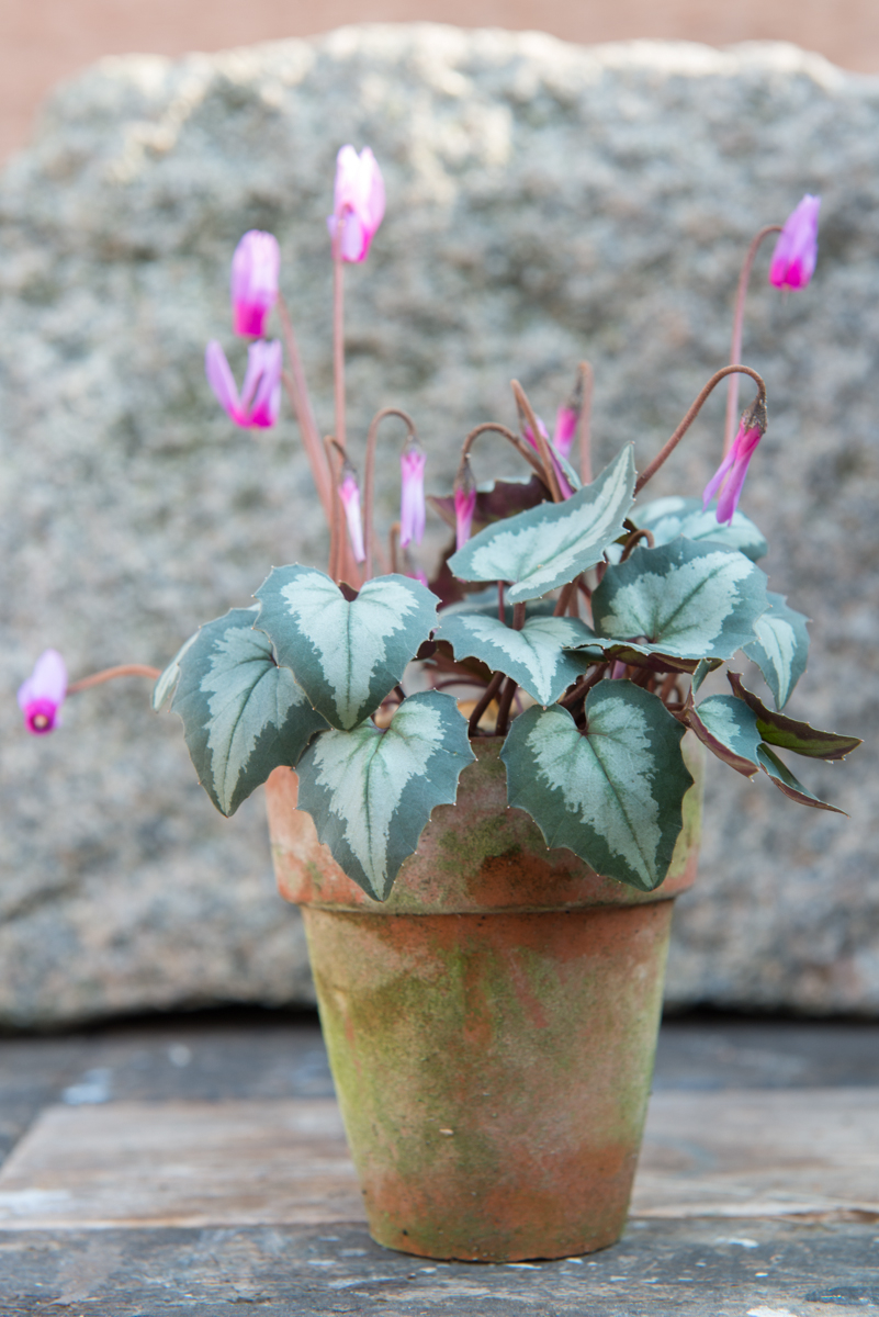 cyclamen
