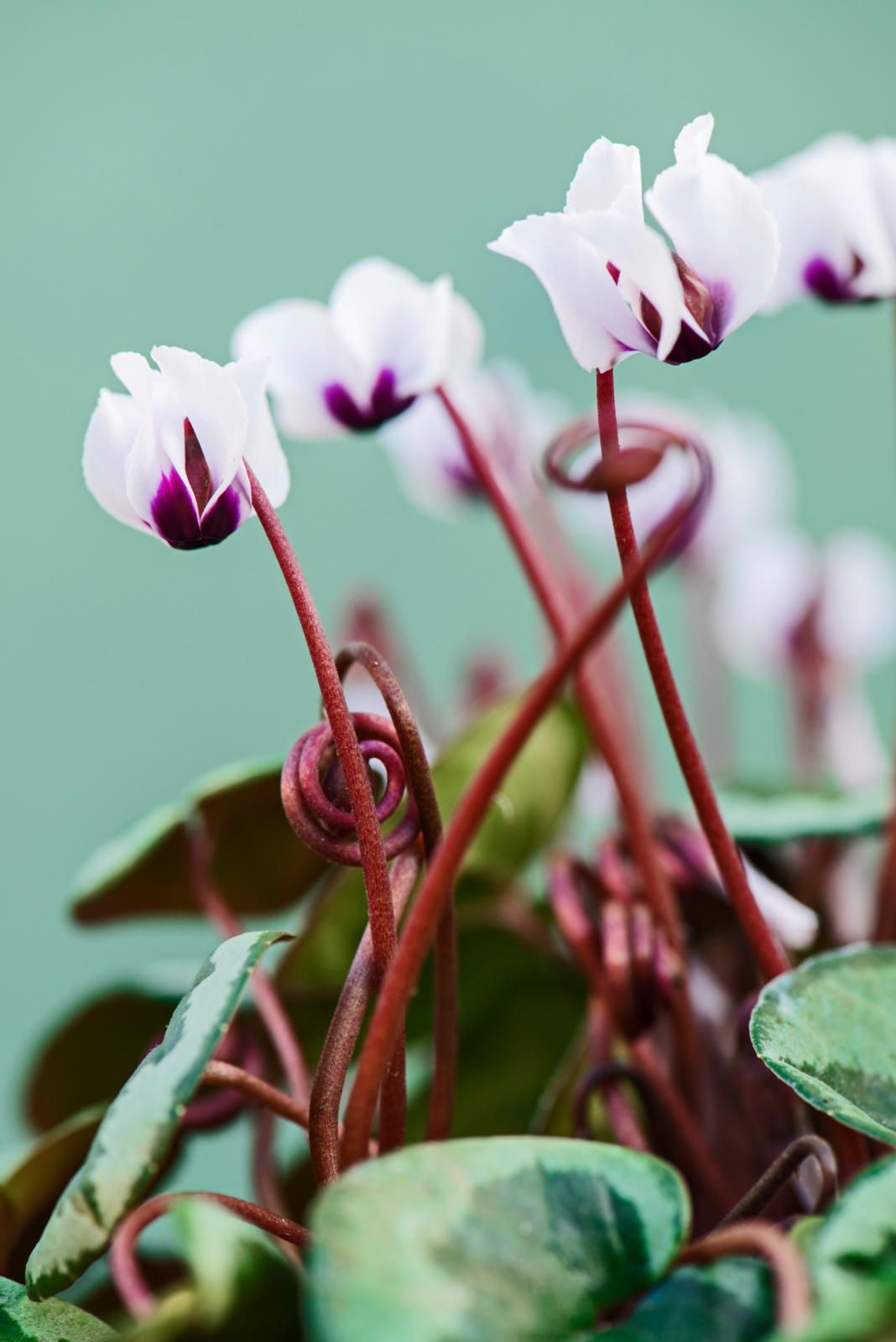 cyclamen