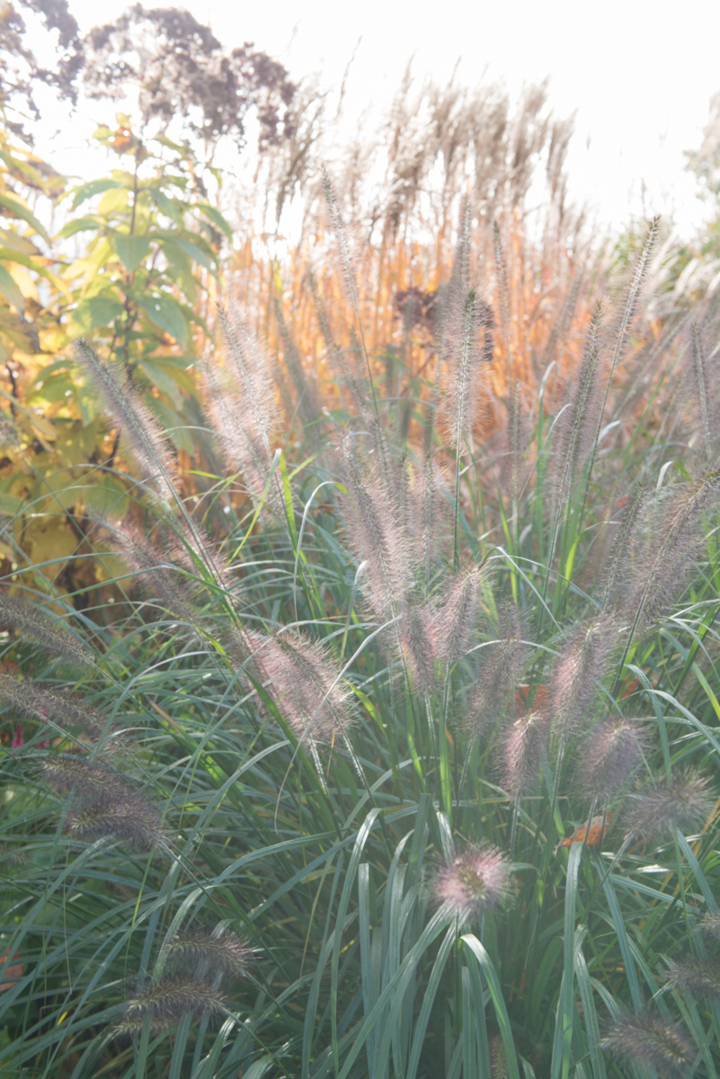 herfsttuin in Noord-Brabant